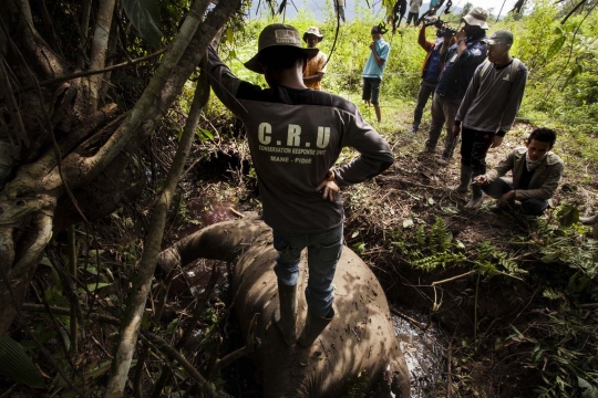 Kondisi mengenaskan gajah usia 7 tahun ditemukan mati di Aceh