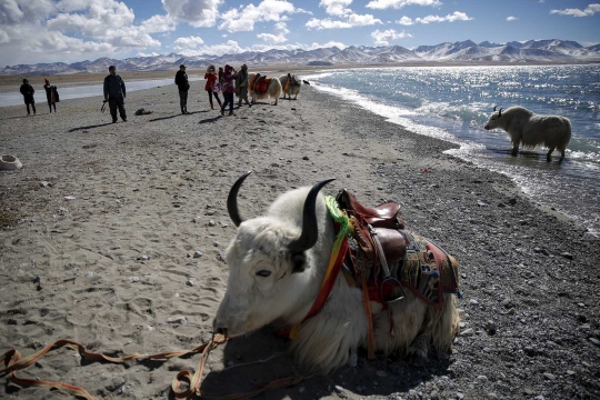 Menikmati keindahan Danau Namtso di ketinggian 4.718 mdpl