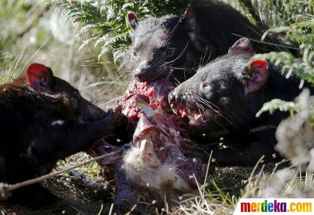 Foto Menengok Kehidupan Tasmanian Devil Yang Terancam Punah