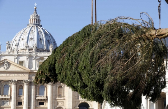Pohon Natal raksasa mulai hiasi Vatikan