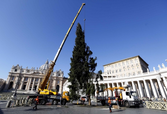 Pohon Natal raksasa mulai hiasi Vatikan