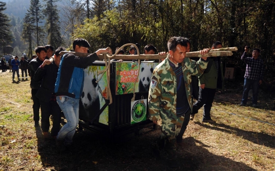 Jaga populasi, China bebaskan panda ke alam liar