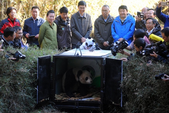 Jaga populasi, China bebaskan panda ke alam liar