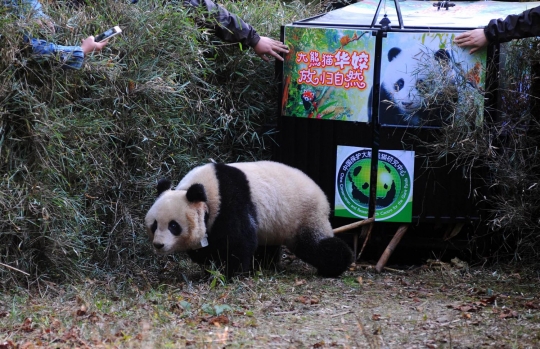 Jaga populasi, China bebaskan panda ke alam liar