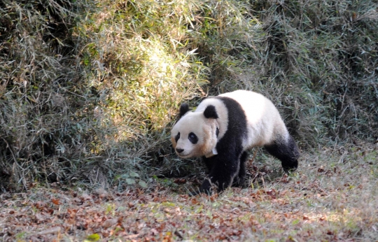 Jaga populasi, China bebaskan panda ke alam liar