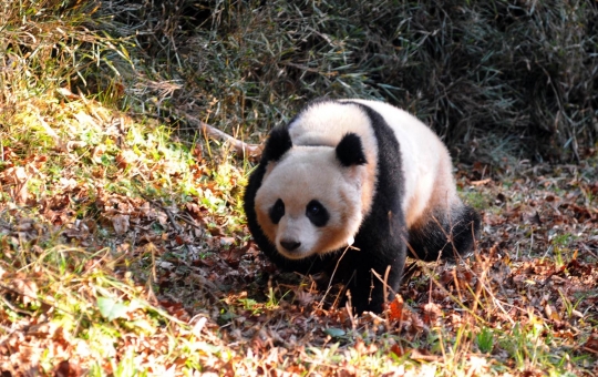 Jaga populasi, China bebaskan panda ke alam liar