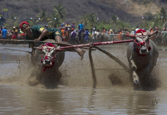 Keseruan balapan kerbau di area berlumpur ala masyarakat Sumbawa