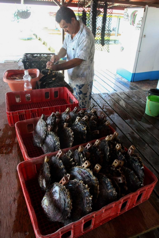 Melihat lebih dekat budi daya mutiara di laut Polinesia