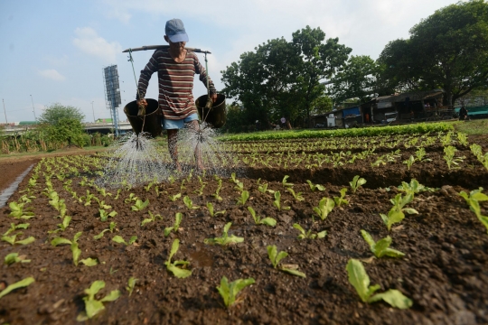 Kisah petani di Ibu Kota terhimpit gedung pencakar langit