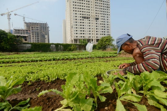 Kisah petani di Ibu Kota terhimpit gedung pencakar langit