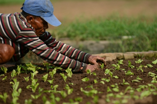 Kisah petani di Ibu Kota terhimpit gedung pencakar langit