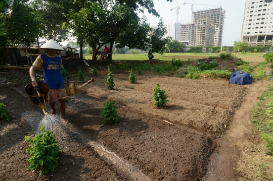Kisah petani di Ibu Kota terhimpit gedung pencakar langit