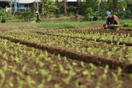Kisah petani di Ibu Kota terhimpit gedung pencakar langit