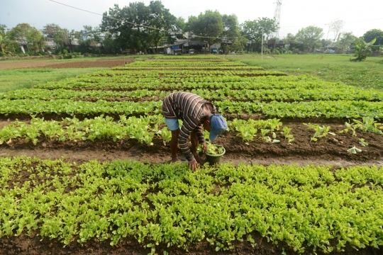 Kisah petani di Ibu Kota terhimpit gedung pencakar langit