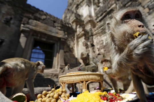 Melihat kerakusan monyet santap makanan di Monkey Buffet Festival