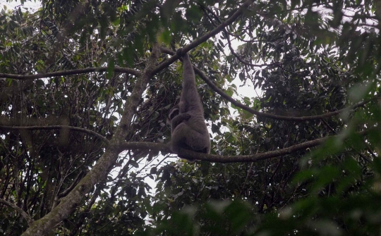 Menengok kawanan Owa Jawa yang terancam punah