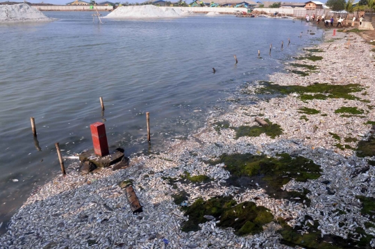 Jutaan ekor ikan berbagai jenis mati misterius di Pantai Ancol