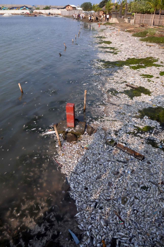 Jutaan ekor ikan berbagai jenis mati misterius di Pantai Ancol