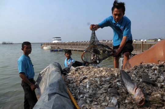 Jutaan ekor ikan berbagai jenis mati misterius di Pantai Ancol