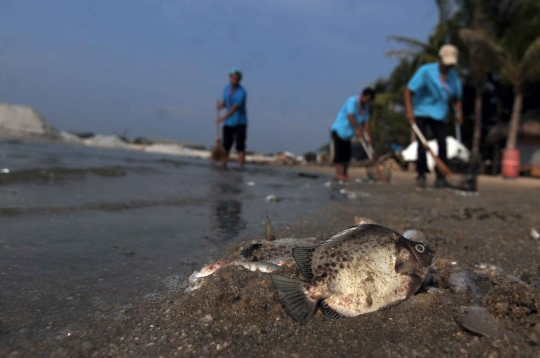 Jutaan ekor ikan berbagai jenis mati misterius di Pantai Ancol