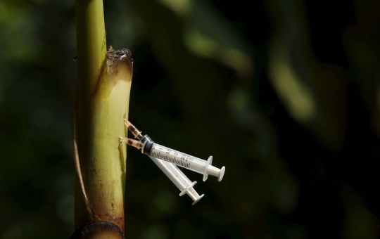 Potret suram pecandu heroin simpan jarum suntik di pohon pisang