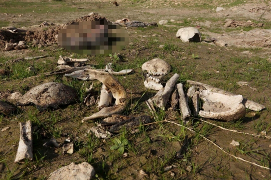 Penemuan kuburan massal korban kesadisan ISIS di Irak