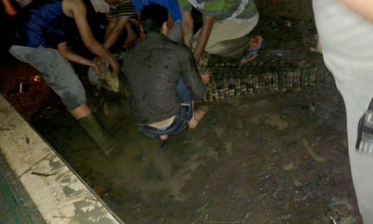 Pawang tangkap belasan buaya yang lepas saat banjir di Sumut