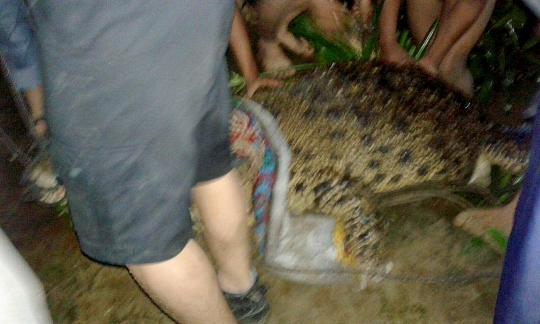 Pawang tangkap belasan buaya yang lepas saat banjir di Sumut