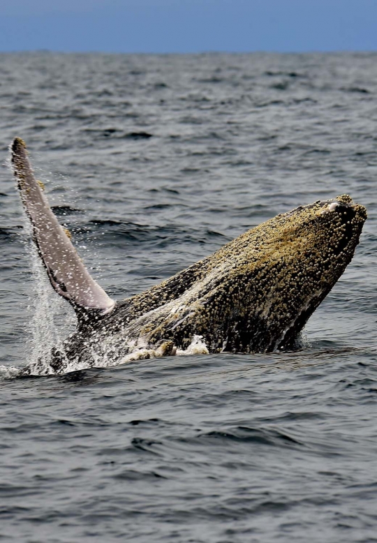 Menyaksikan paus-paus dari Antartika bermigrasi ke perairan hangat