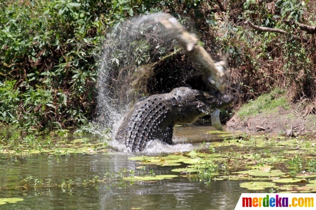 Foto Pertarungan Sengit Dua Buaya Kelaparan Di Australia