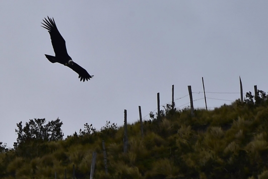 Melihat lebih dekat habitat burung kondor di Laguna De Secas