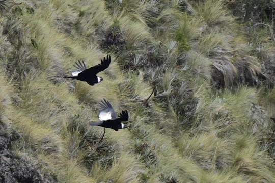 Melihat lebih dekat habitat burung kondor di Laguna De Secas