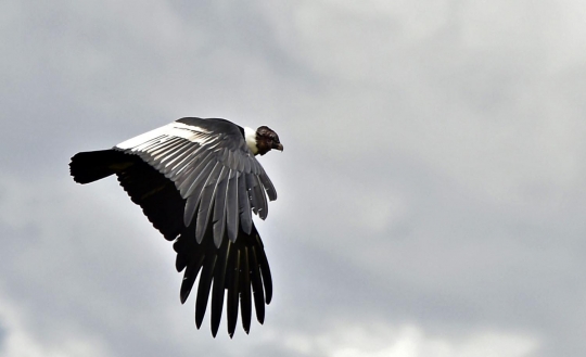 Melihat lebih dekat habitat burung kondor di Laguna De Secas