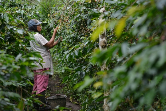 Melihat produksi kopi terbaik dunia dari dataran tinggi Gayo