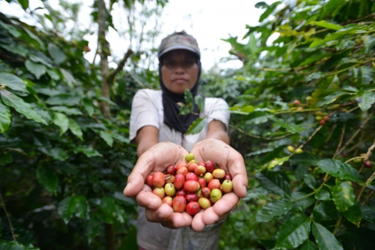 Melihat produksi kopi terbaik dunia dari dataran tinggi Gayo