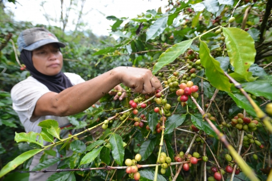 Melihat produksi kopi terbaik dunia dari dataran tinggi Gayo