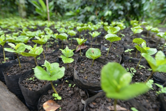 Melihat produksi kopi terbaik dunia dari dataran tinggi Gayo