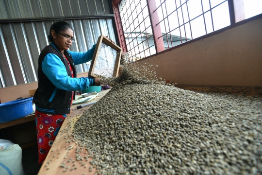 Melihat produksi kopi terbaik dunia dari dataran tinggi Gayo