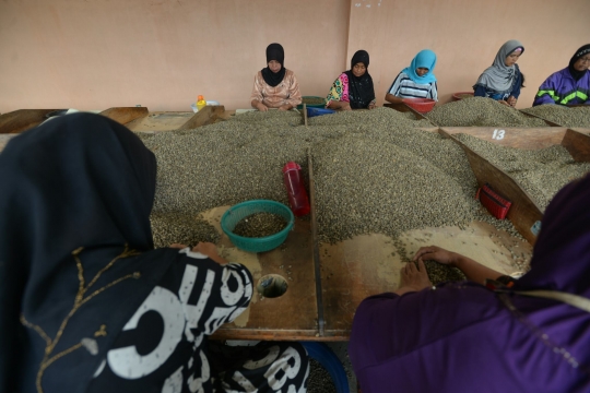 Melihat produksi kopi terbaik dunia dari dataran tinggi Gayo