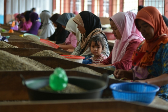 Melihat produksi kopi terbaik dunia dari dataran tinggi Gayo