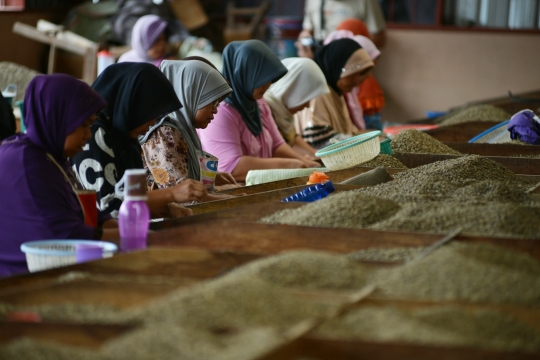 Melihat produksi kopi terbaik dunia dari dataran tinggi Gayo