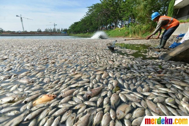 Foto : Ribuan ikan mati di Danau Citra Garden City 
