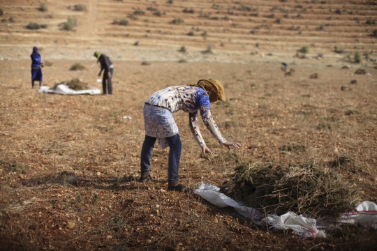 Kisah pengungsi Suriah bertani ganja di Lebanon demi bertahan hidup