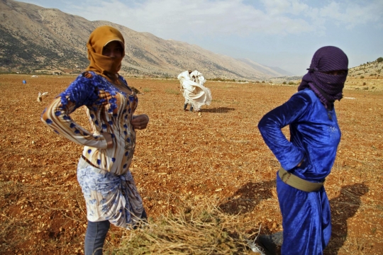 Kisah pengungsi Suriah bertani ganja di Lebanon demi bertahan hidup