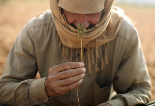 Kisah pengungsi Suriah bertani ganja di Lebanon demi bertahan hidup