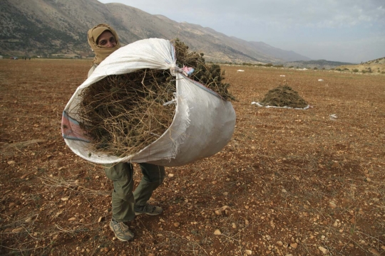 Kisah pengungsi Suriah bertani ganja di Lebanon demi bertahan hidup