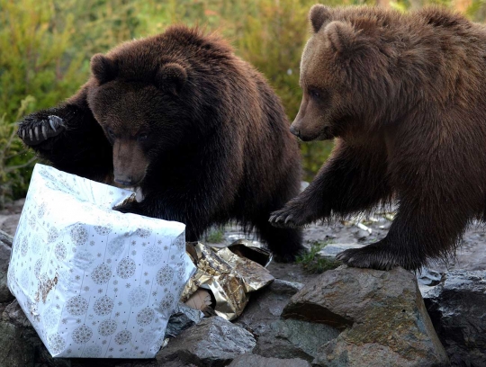 Begini ekspresi sang 'Raja Hutan' saat diberi kado spesial Natal