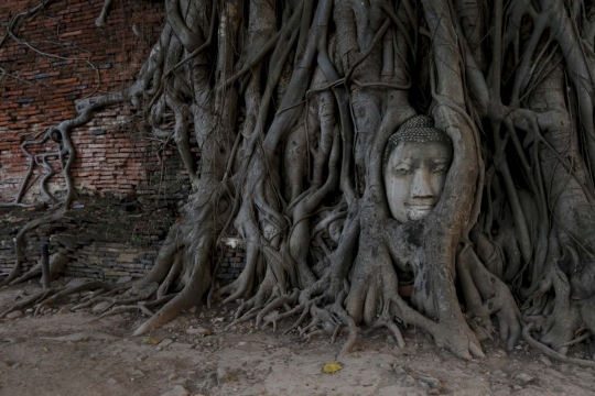 Fenomena kepala Buddha menyatu dengan pohon di Wat Mahathat