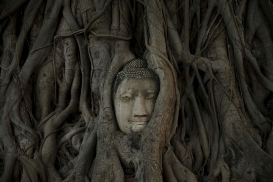 Fenomena kepala Buddha menyatu dengan pohon di Wat Mahathat