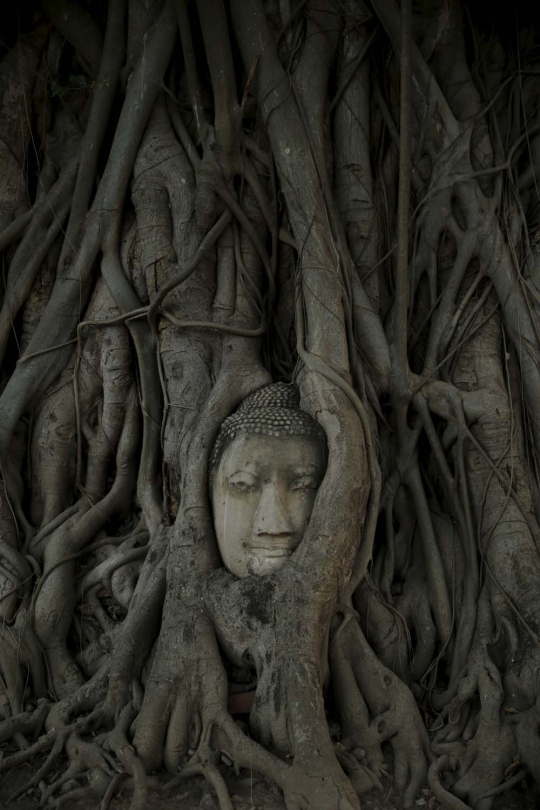 Fenomena kepala Buddha menyatu dengan pohon di Wat Mahathat